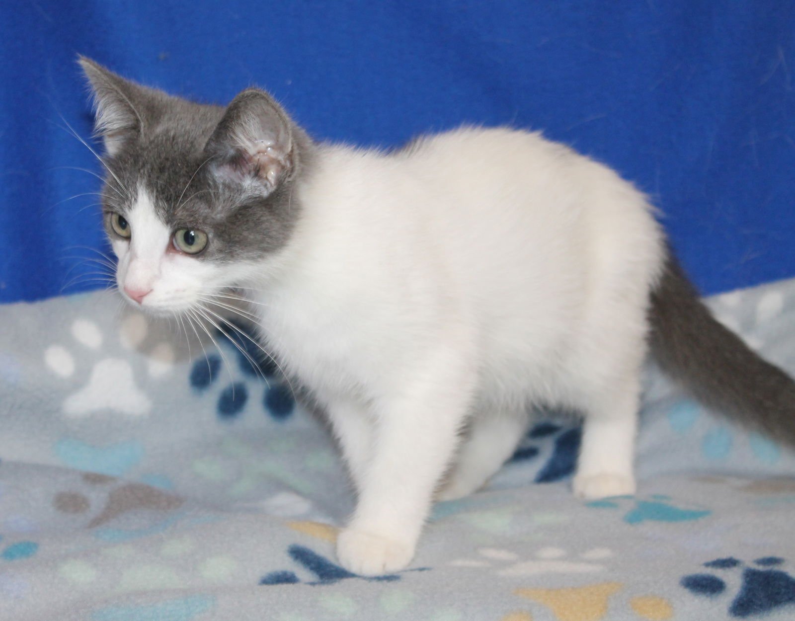 CHARLES - 43025 - Domestic Short Hair available for adoption