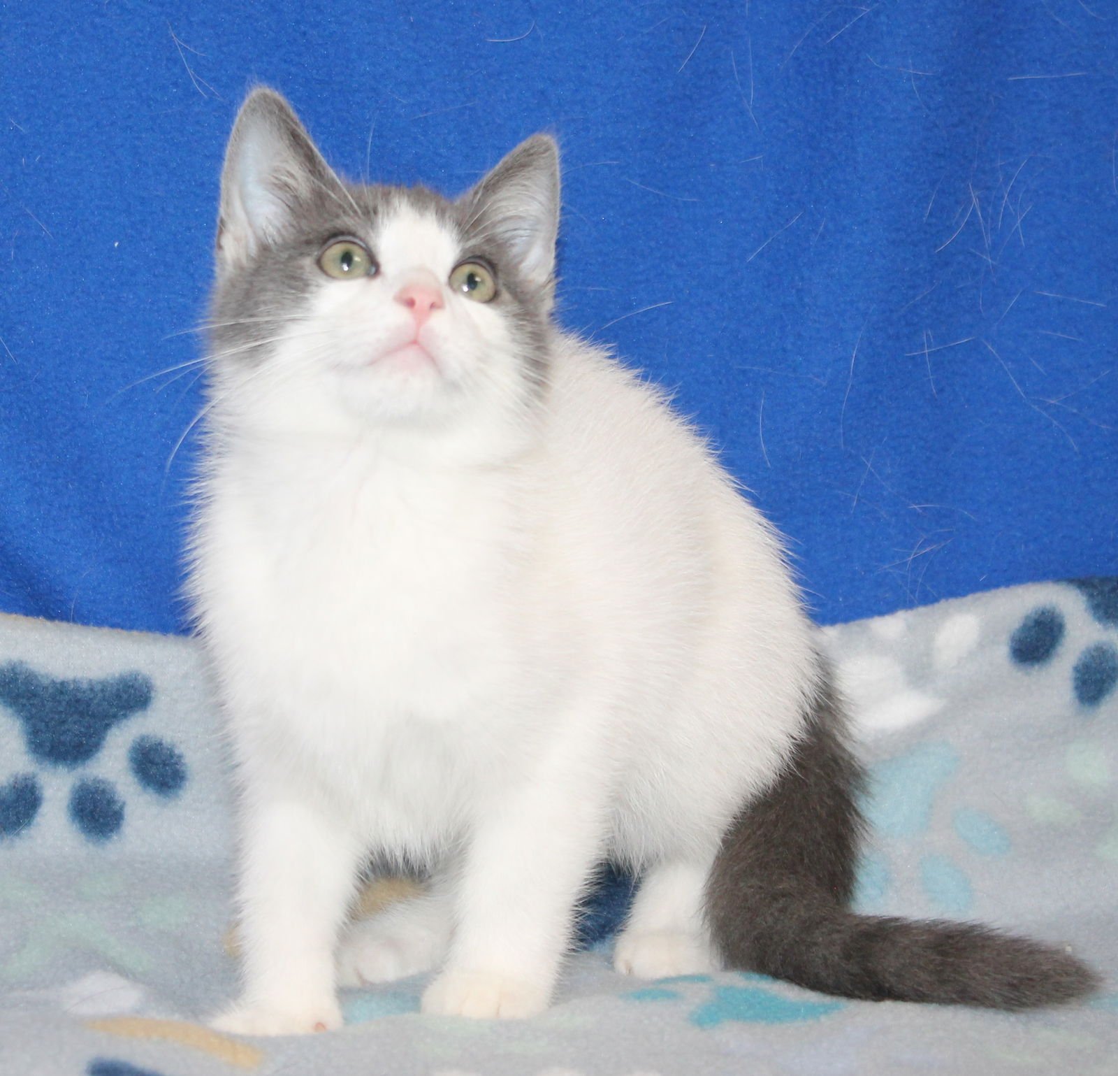 Charles - 43025 - Photo 3