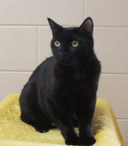 EBONY - 43463 - Domestic Medium Hair for adoption in Montgomery