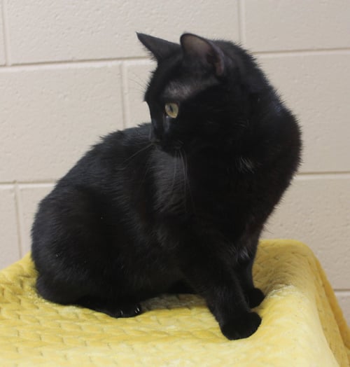 EBONY - 43463 - Domestic Medium Hair available for adoption