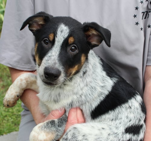BATMAN 43397 - Australian Cattle Dog/Blue Heeler for adoption in Montgomery
