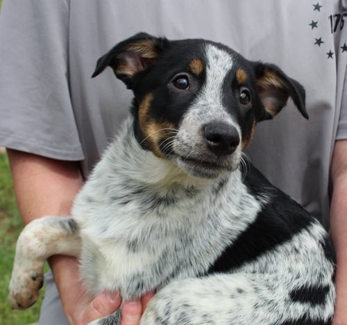 BATMAN 43397 - Australian Cattle Dog/Blue Heeler available for adoption