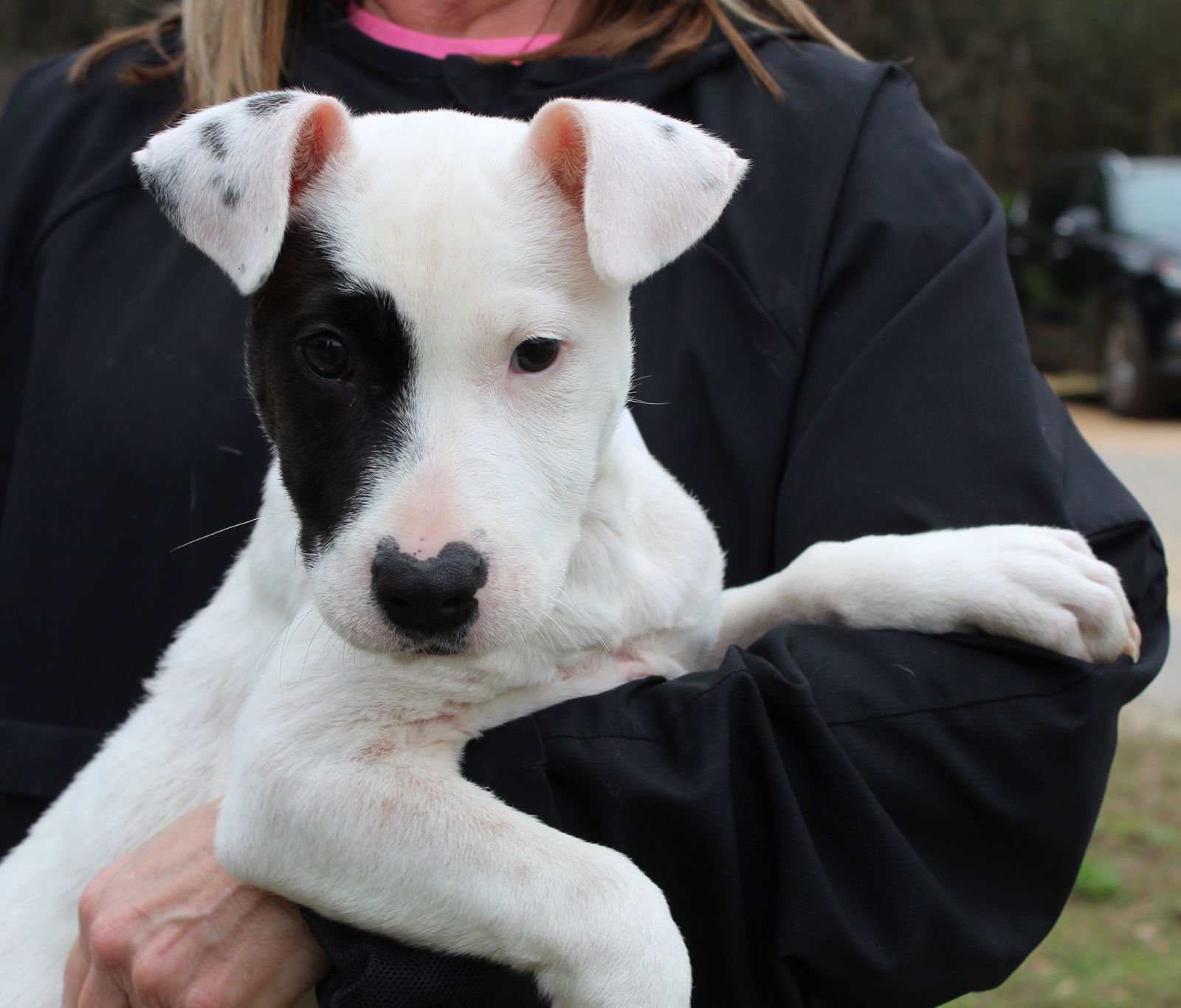 TROOPER 42875 - Labrador Retriever available for adoption