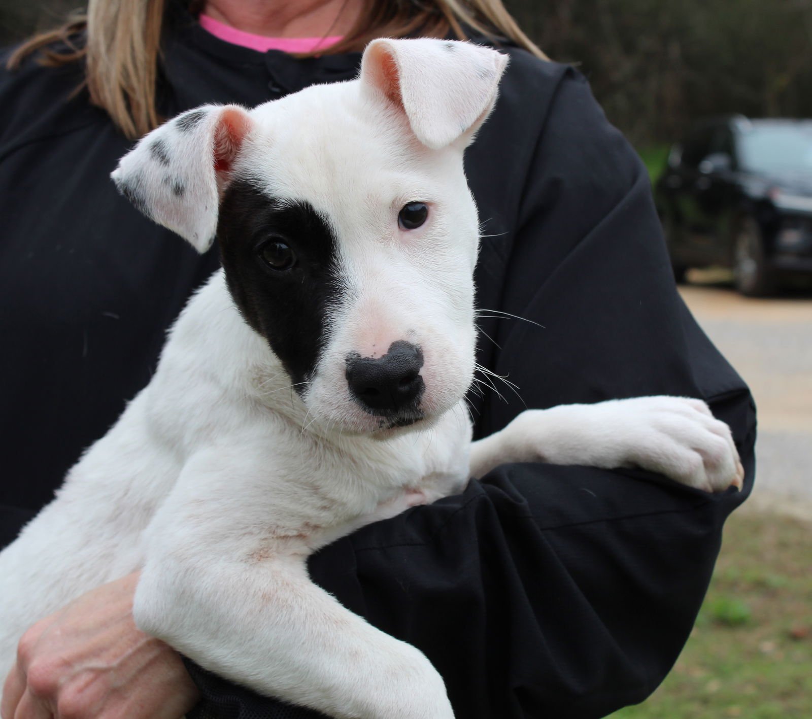TROOPER 42875 - Labrador Retriever available for adoption