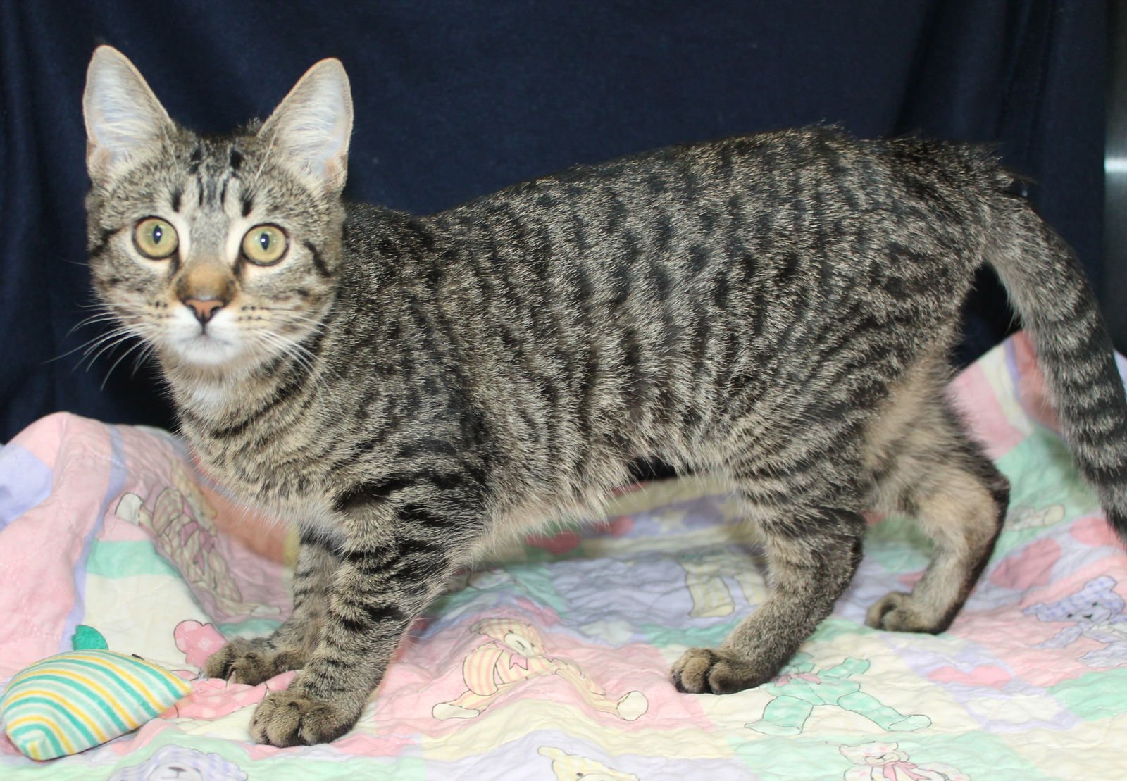 BANSHEE - 42549 - Domestic Short Hair / Tabby available for adoption