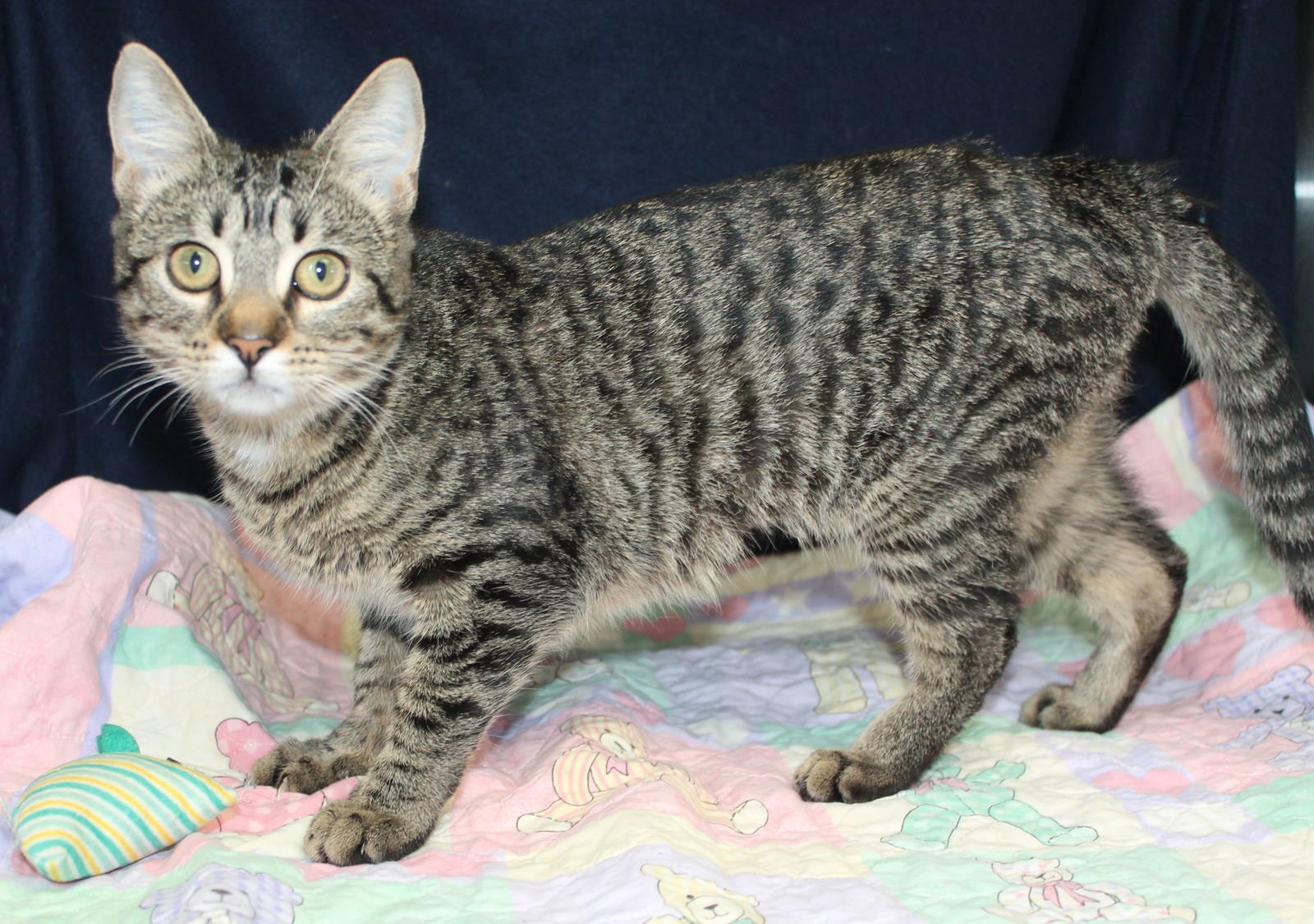 BANSHEE - 42549 - Domestic Short Hair / Tabby available for adoption