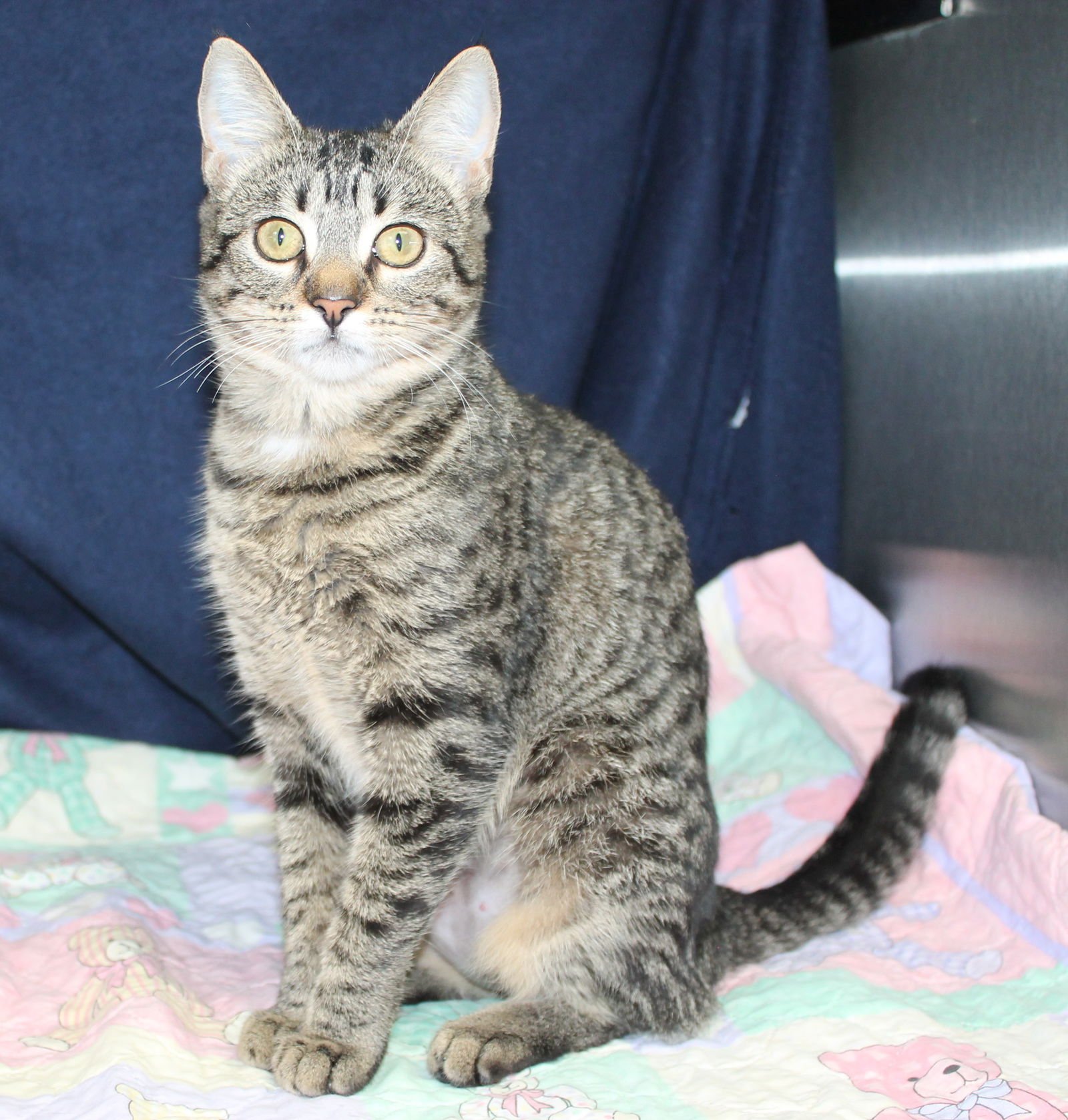 Banshee - 42549 - Photo 3