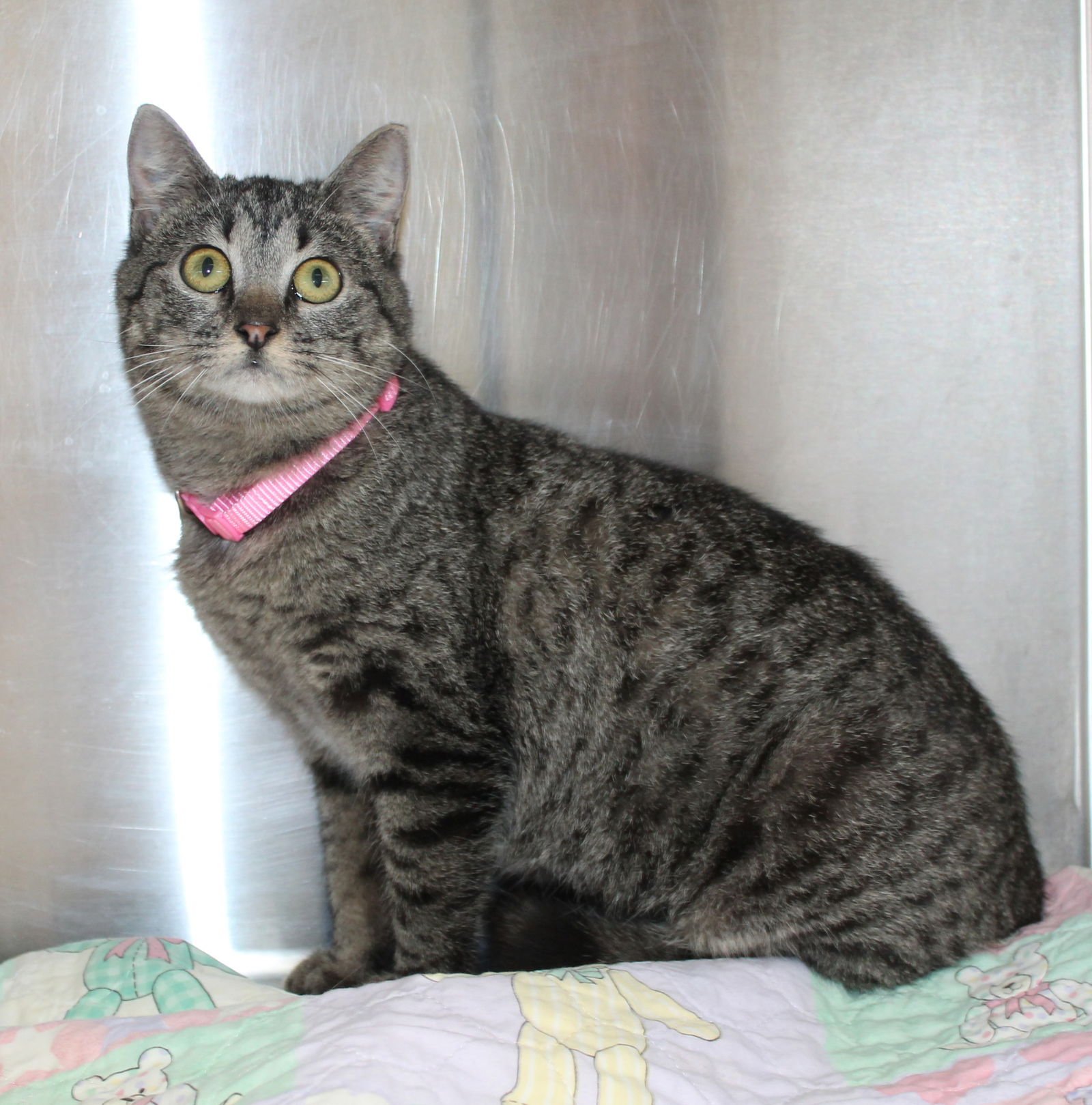 MINNIE - 43074 - Domestic Short Hair / Tabby available for adoption