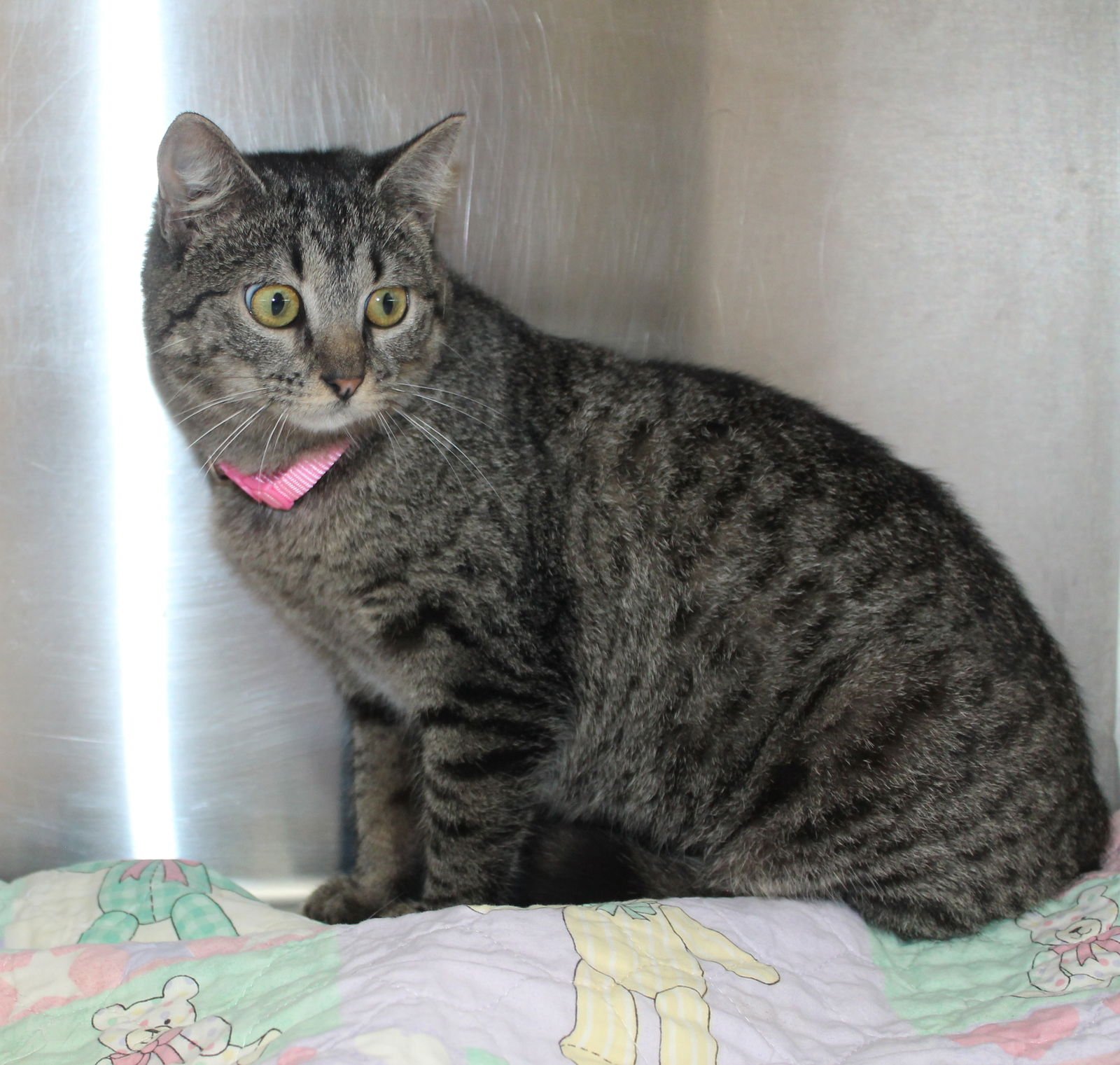 MINNIE - 43074 - Domestic Short Hair / Tabby available for adoption
