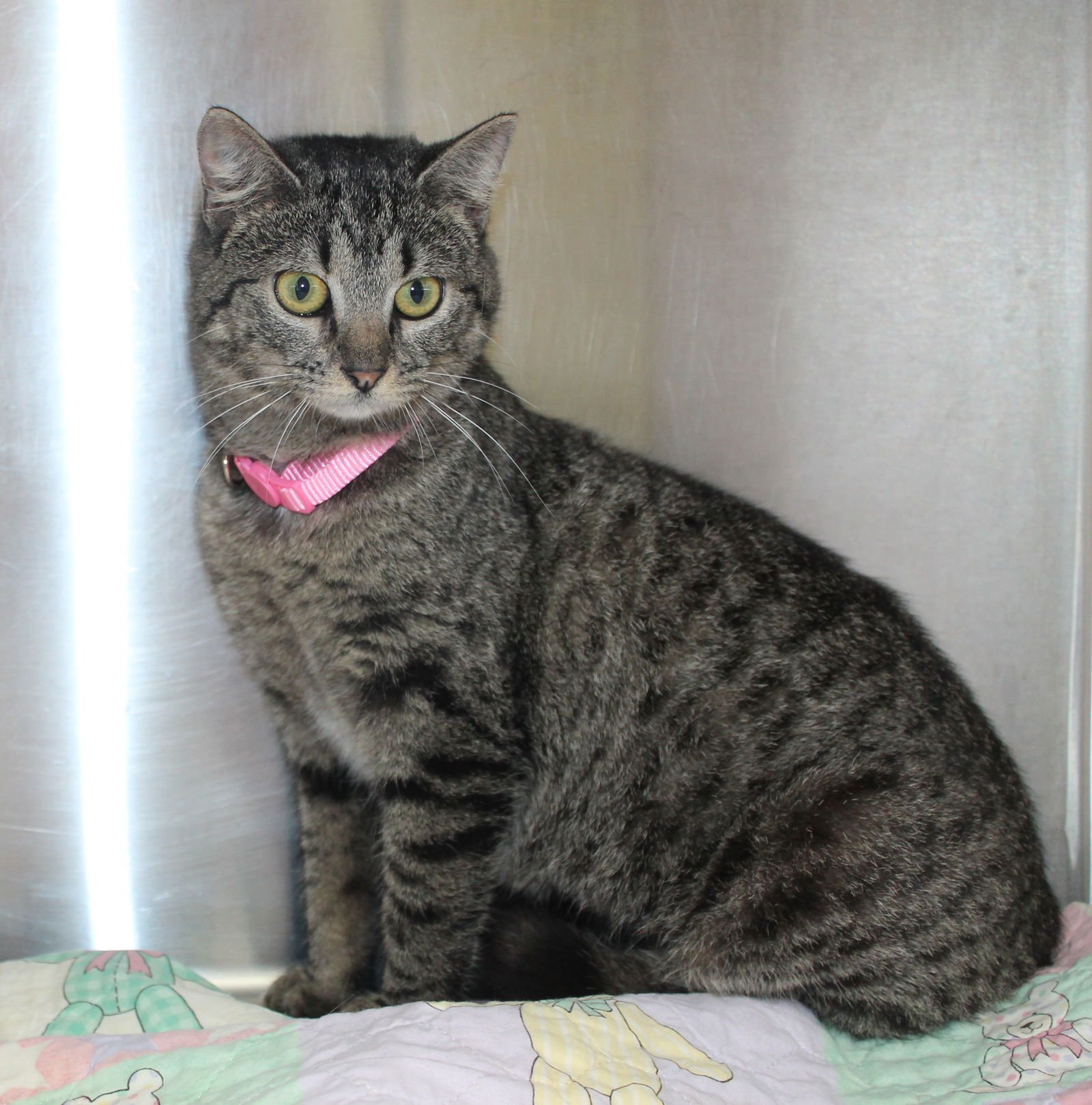 Minnie - 43074 - Photo 3