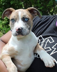 Dexter 43353 - Photo 2