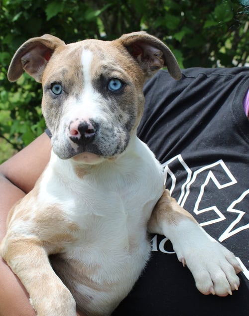 DEXTER 43353 - American Bulldog available for adoption