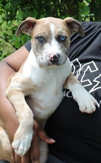 Dexter 43353 - Photo 3