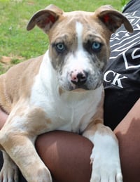 Dexter 43353 - Photo 4