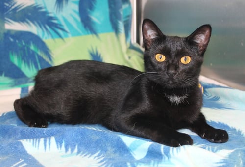 EMMA - 42916 - Domestic Short Hair for adoption in Montgomery
