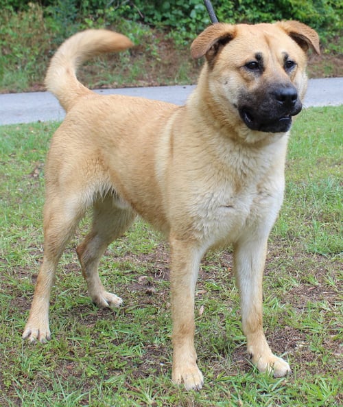 BEAR 43420 - Shepherd for adoption in Montgomery