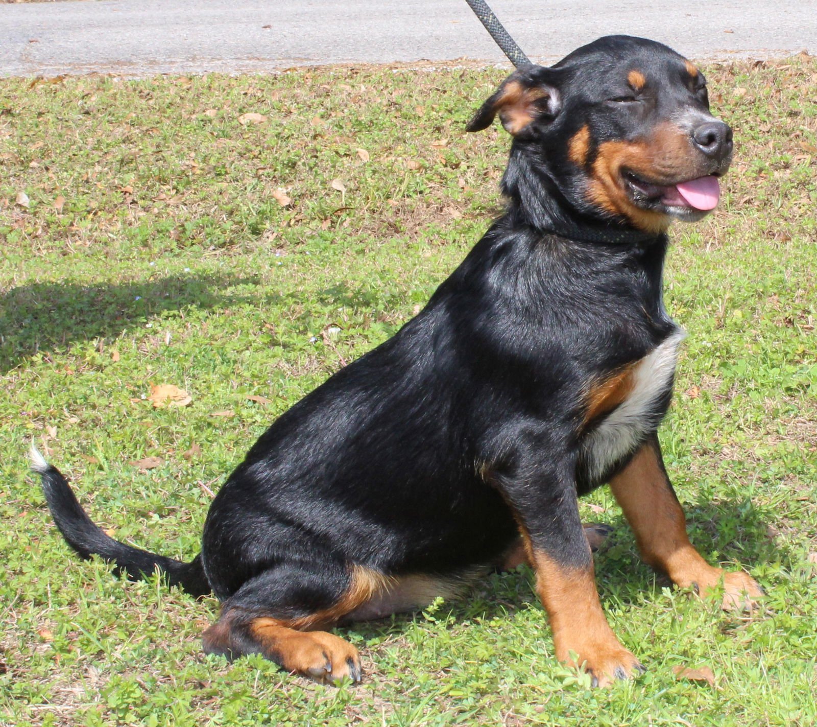 MOUNTAIN DEW 43231 - Labrador Retriever / Australian Cattle Dog/Blue Heeler for adoption in Montgomery