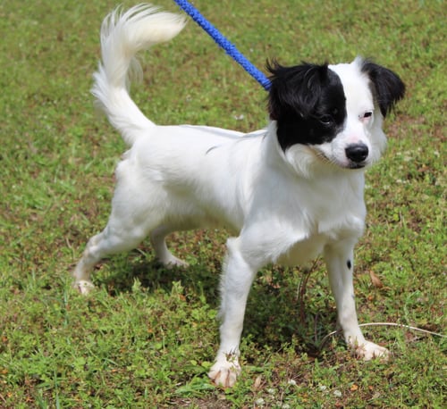 CRUZE 43380 - Terrier available for adoption