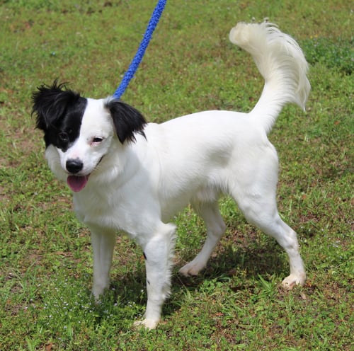 CRUZE 43380 - Terrier available for adoption