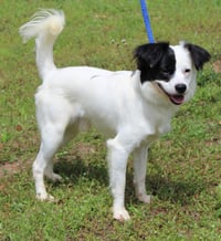 Cruze 43380 - Photo 3