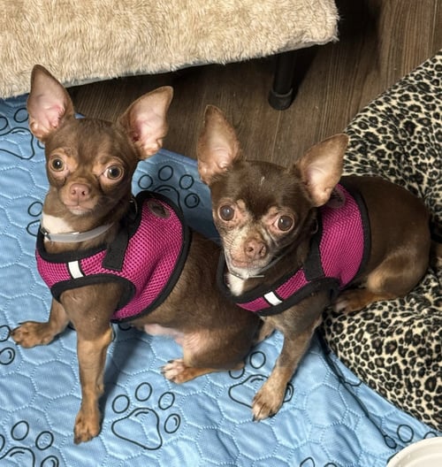 KAHLO & ZAPATO - Chihuahua available for adoption