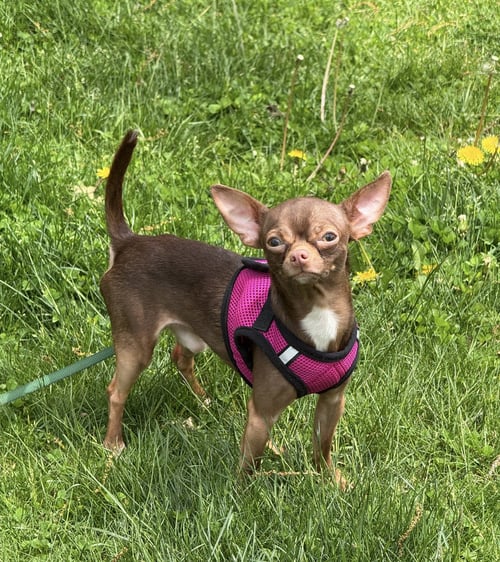 KAHLO & ZAPATO - Chihuahua available for adoption