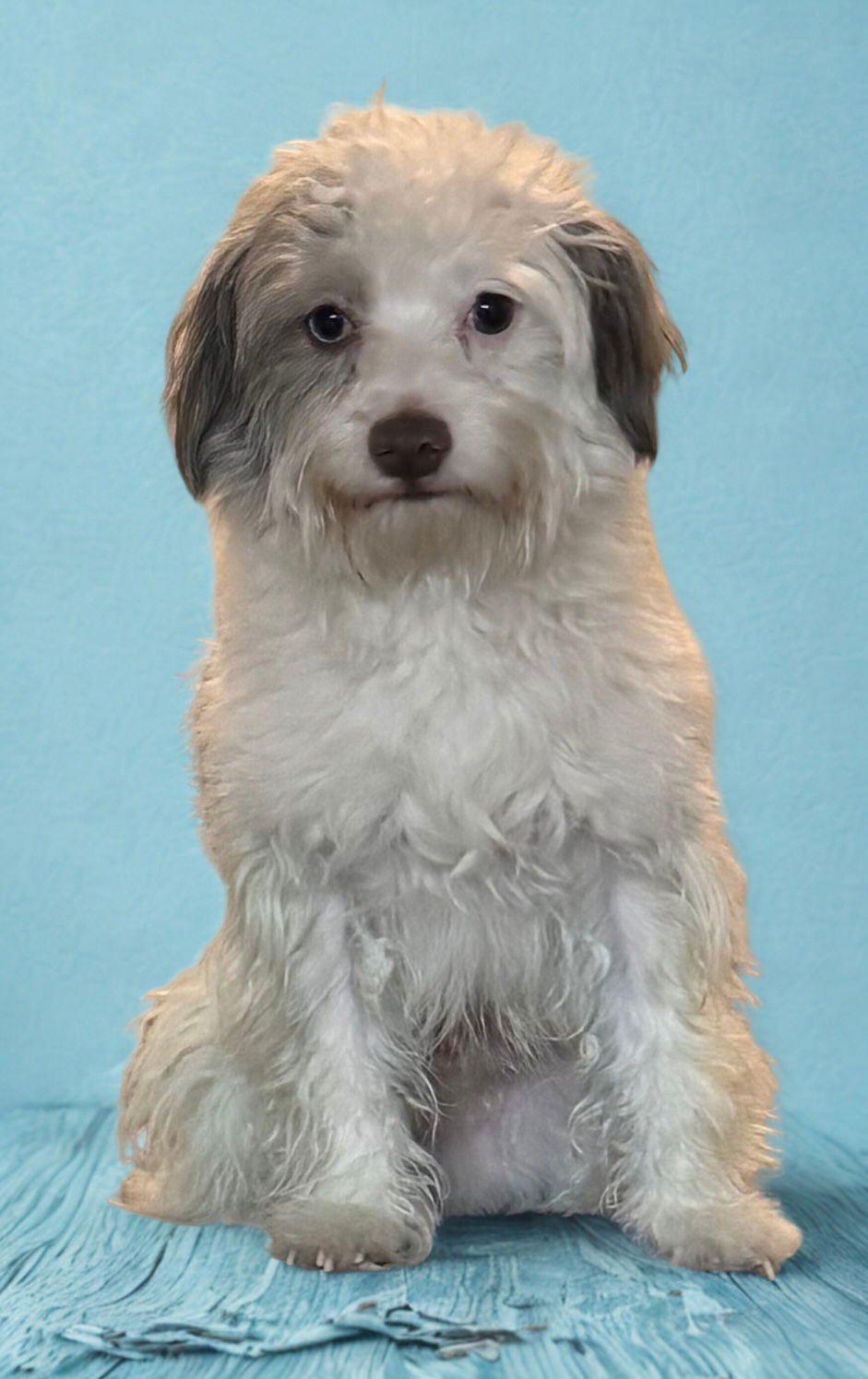 PARKER - Pomeranian / Poodle (Miniature) available for adoption