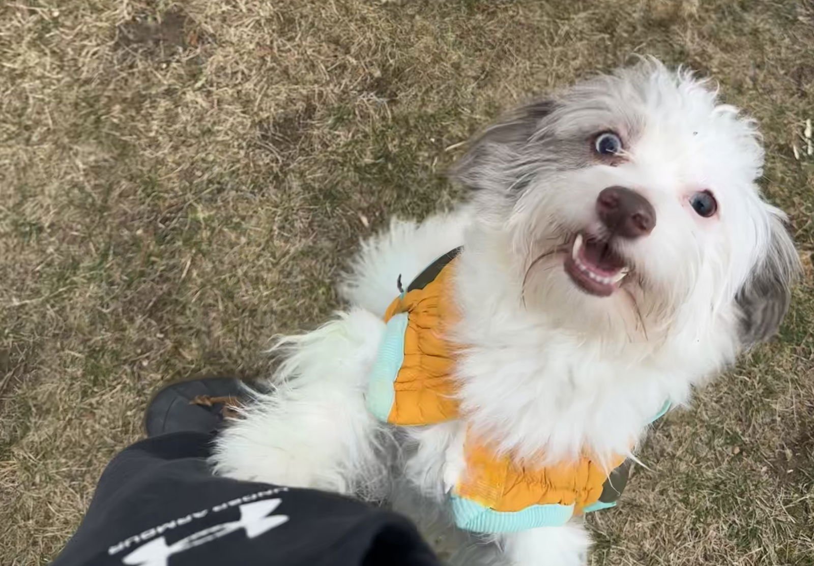 PARKER - Pomeranian / Poodle (Miniature) available for adoption