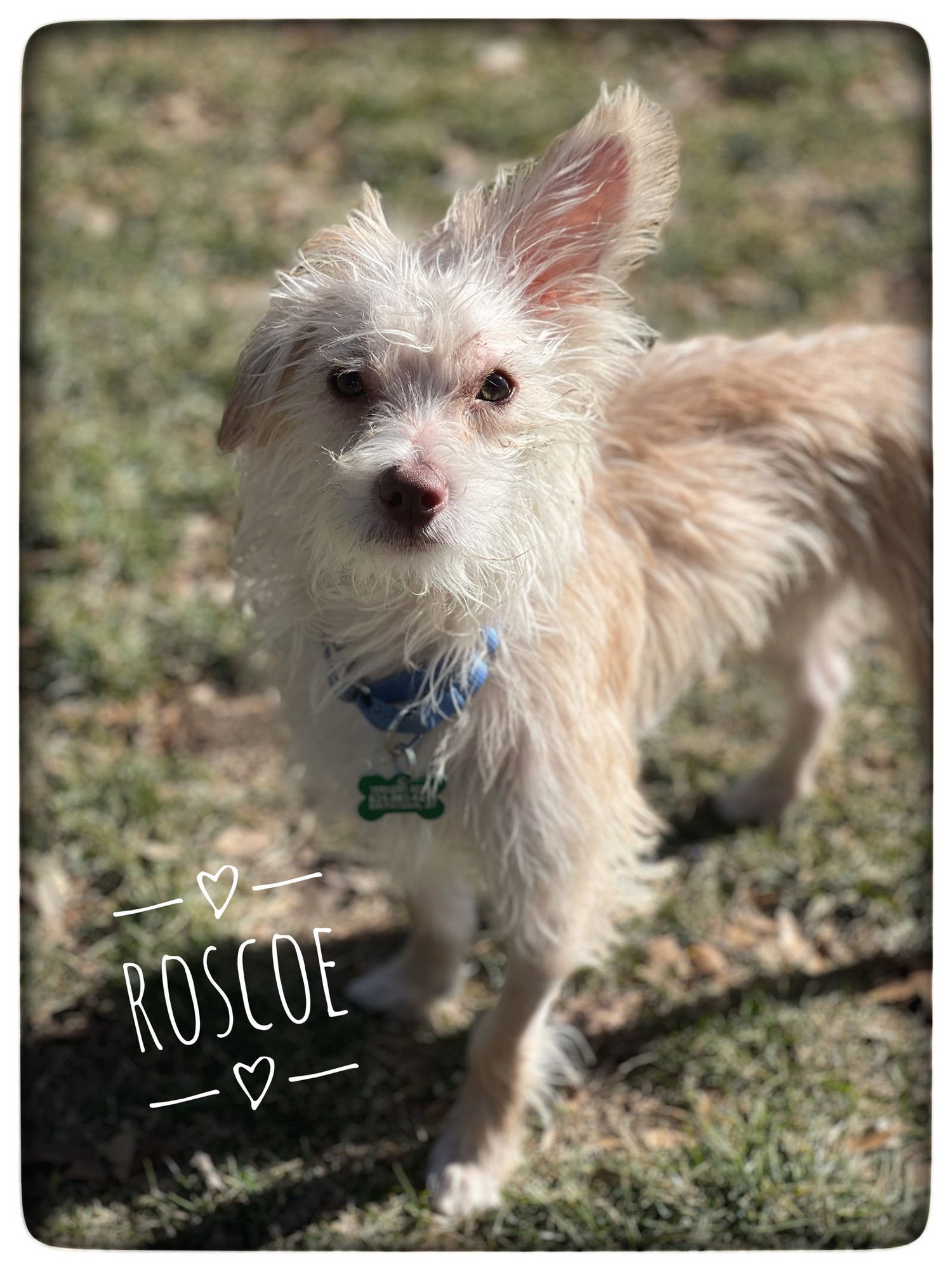 ROSCOE - Terrier available for adoption