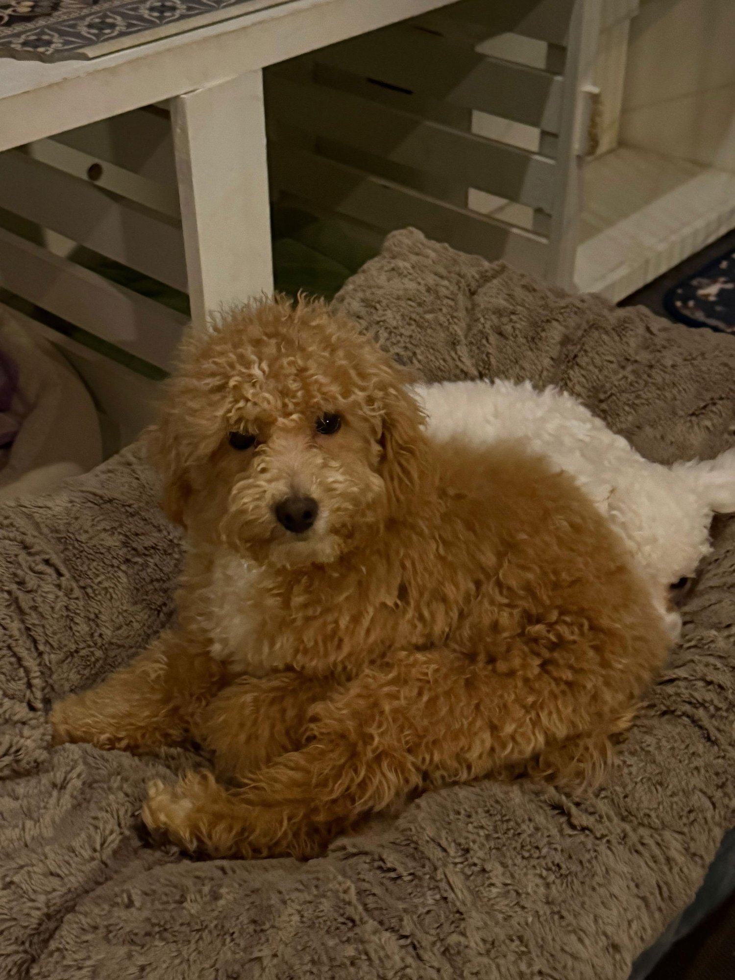 JUBILEE - Poodle (Miniature) available for adoption