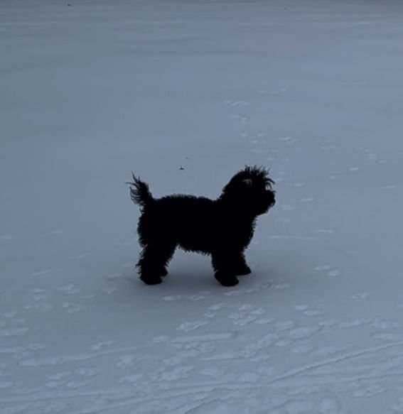 SKYLAR - Maltese / Yorkshire Terrier Yorkie available for adoption