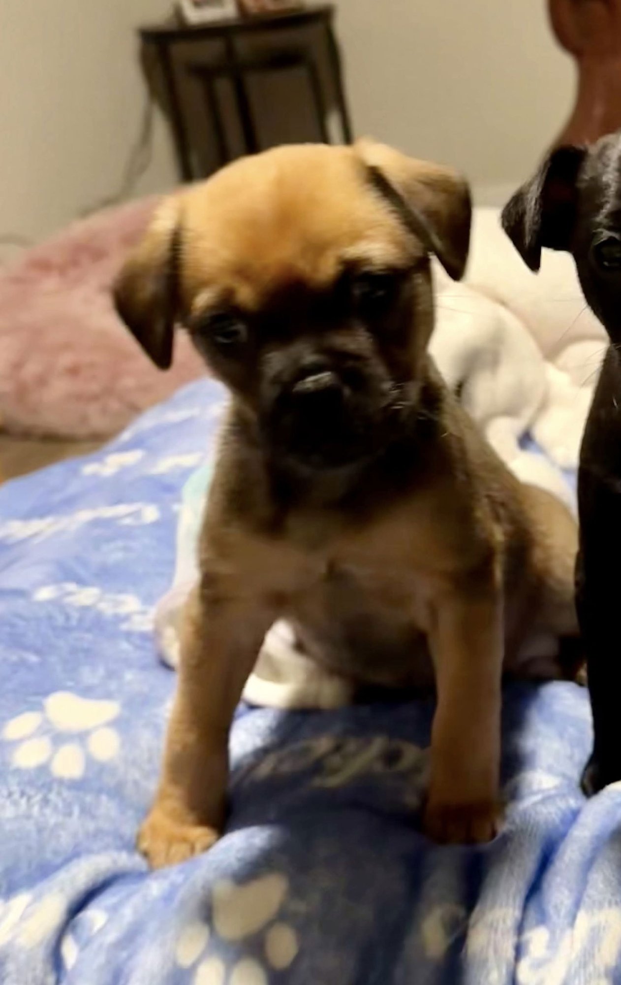 MELODY - Pug available for adoption