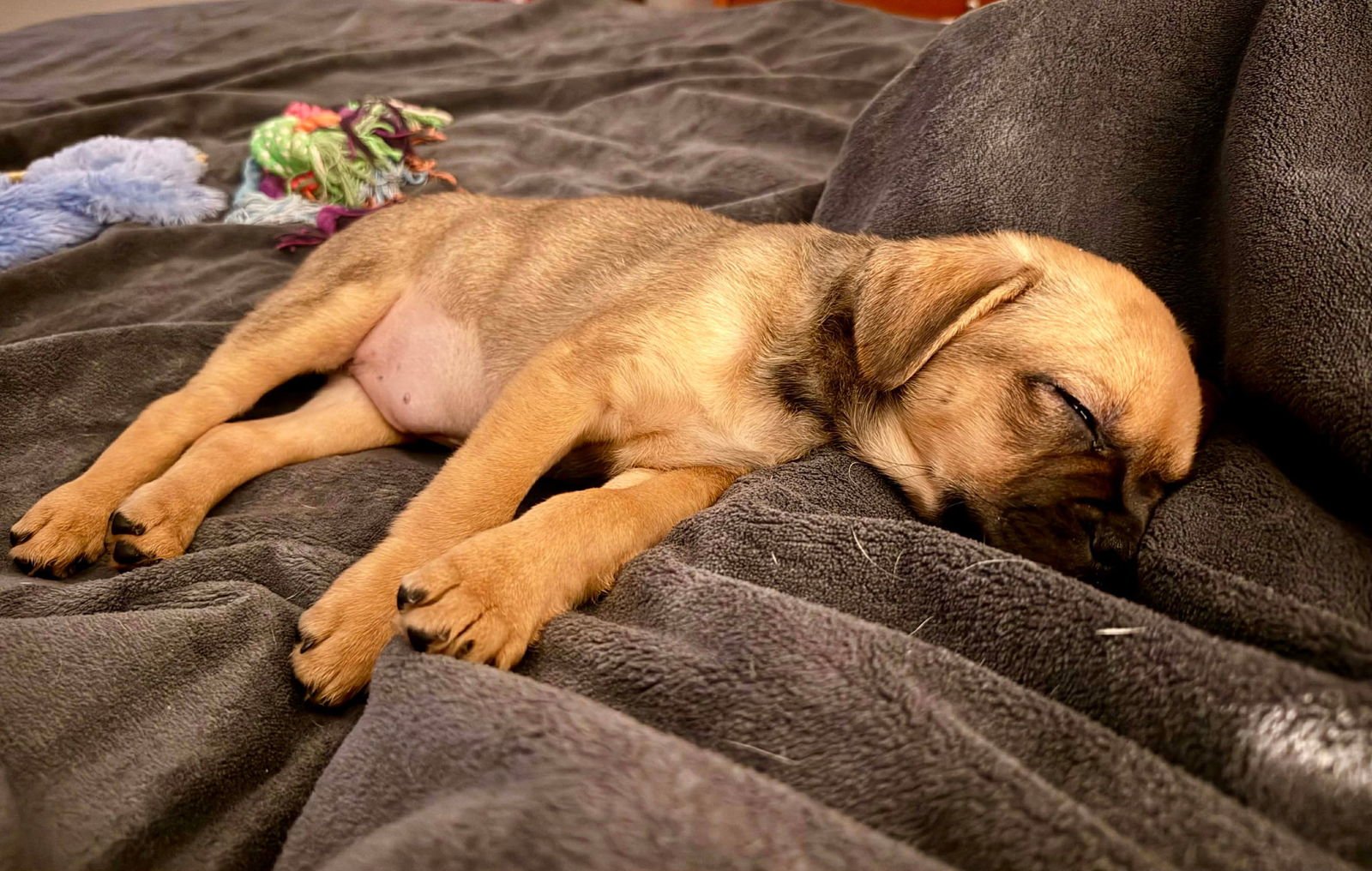 MELODY - Pug available for adoption