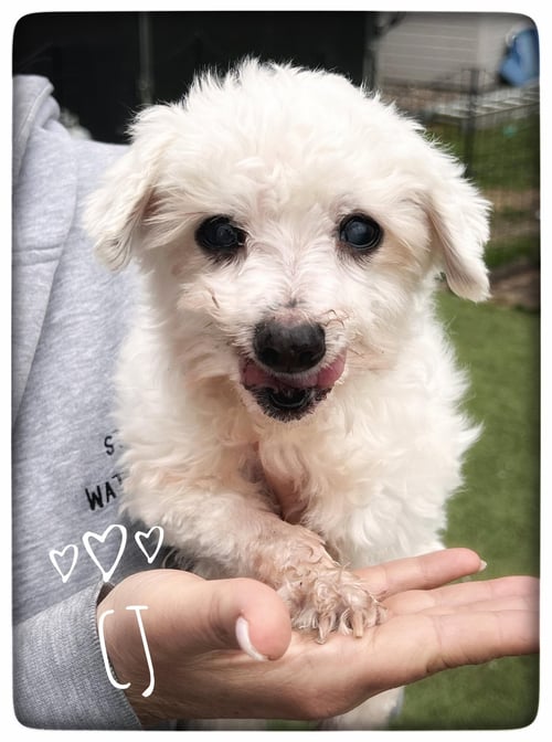 CJ - Maltese available for adoption