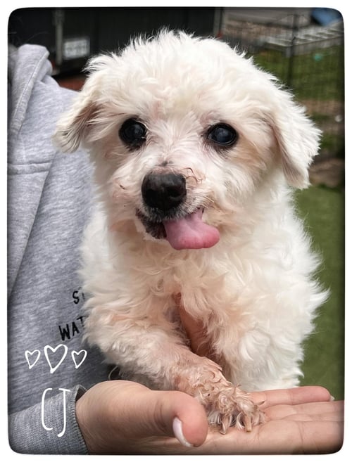 CJ - Maltese available for adoption