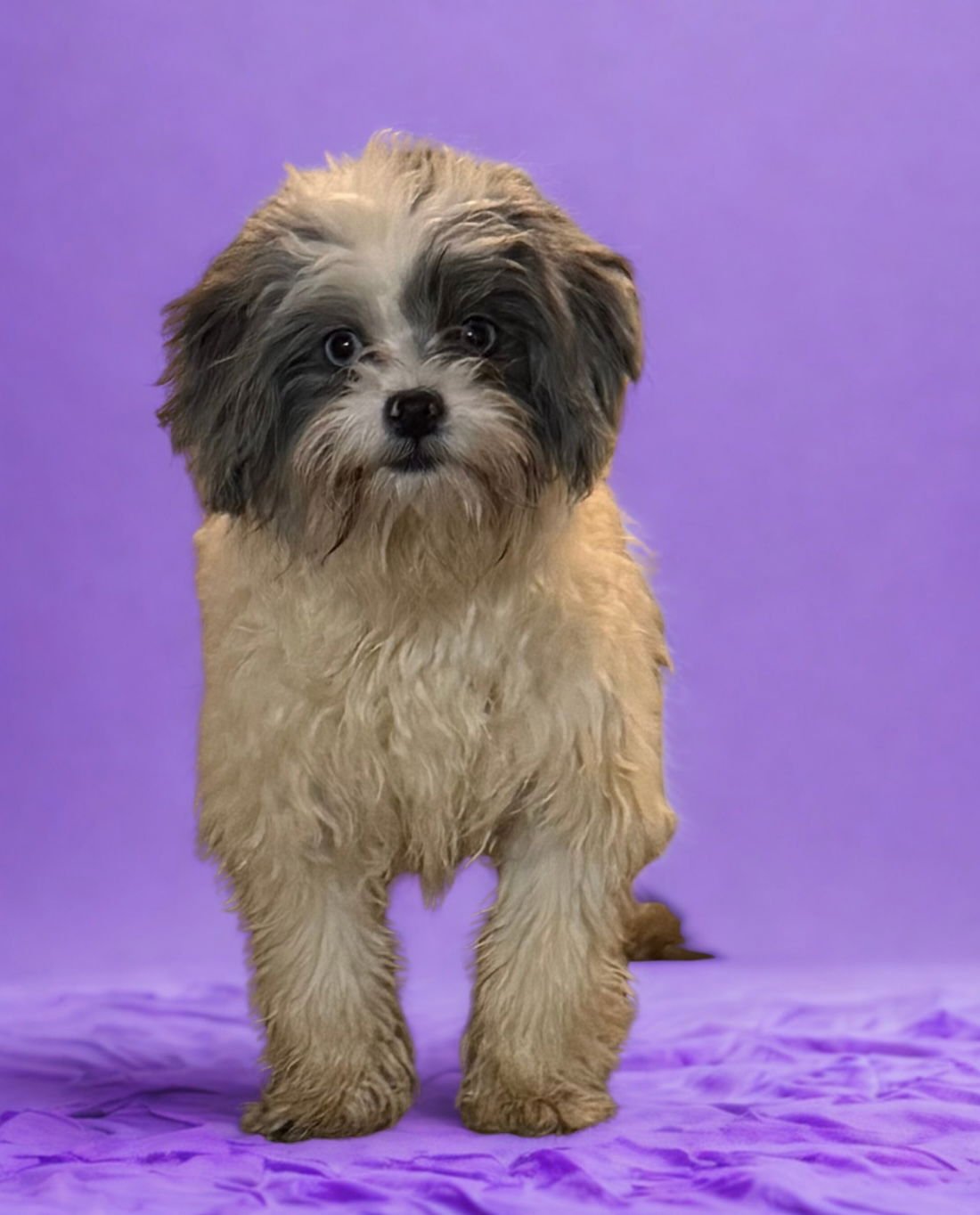 DESTINY - Maltese available for adoption