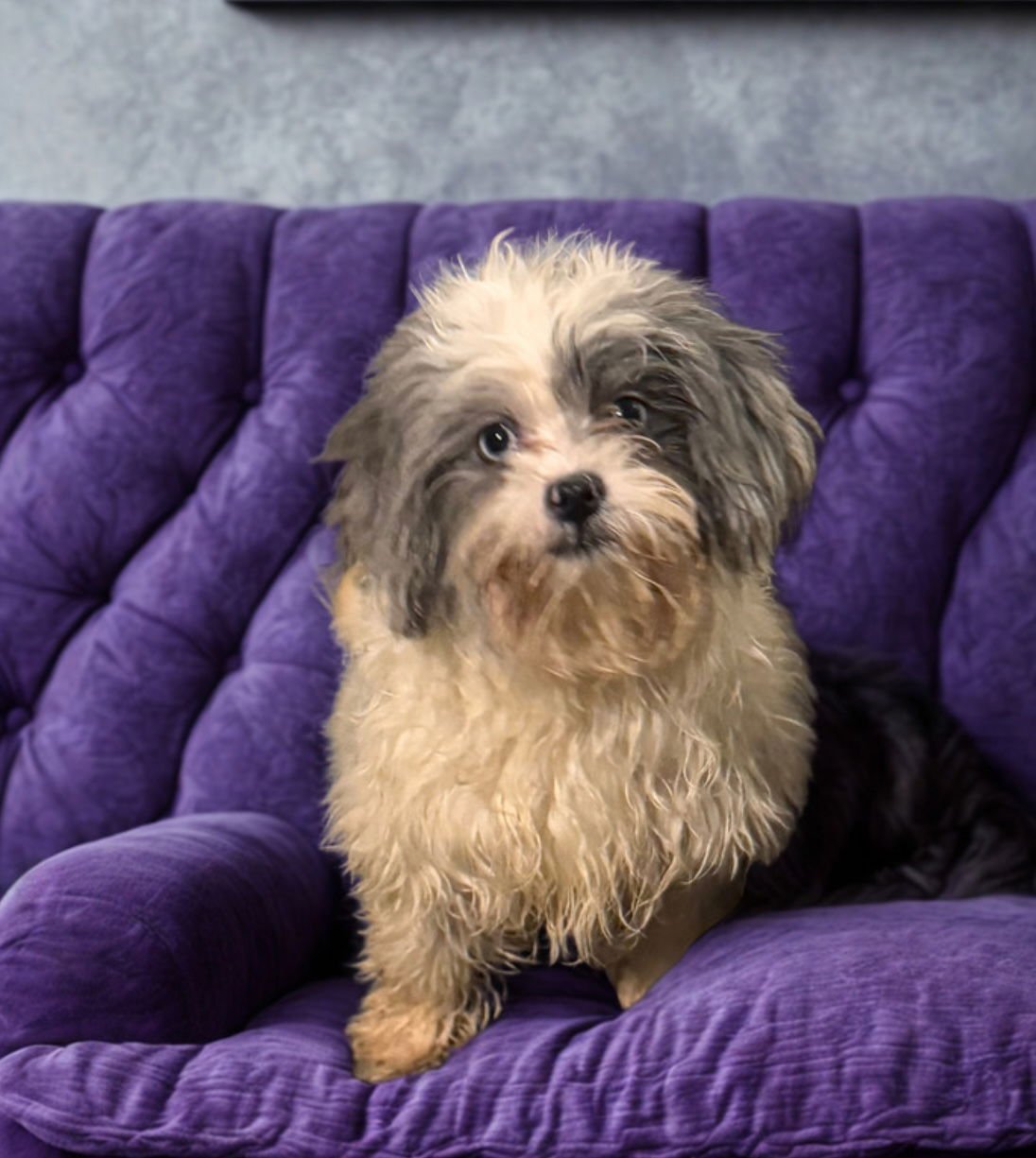 DESTINY - Maltese available for adoption