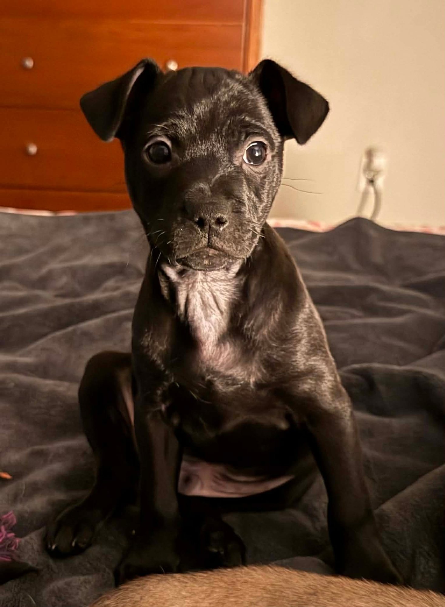 ROLLY - Pug available for adoption