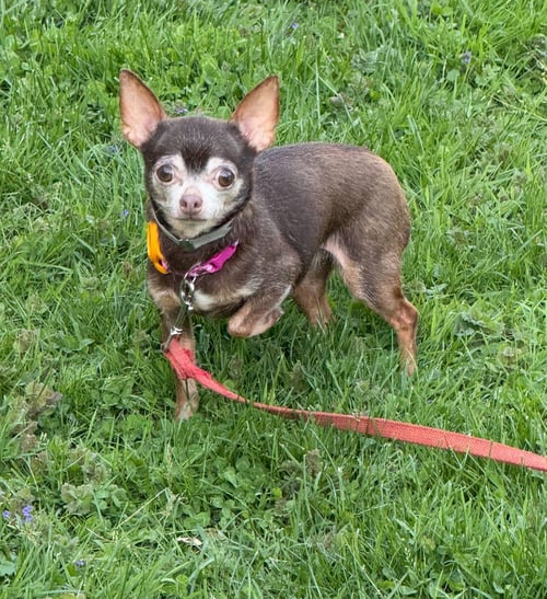 CARLA - Chihuahua available for adoption