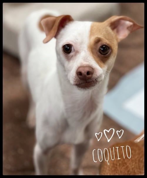 BUSCEMI - Chihuahua available for adoption