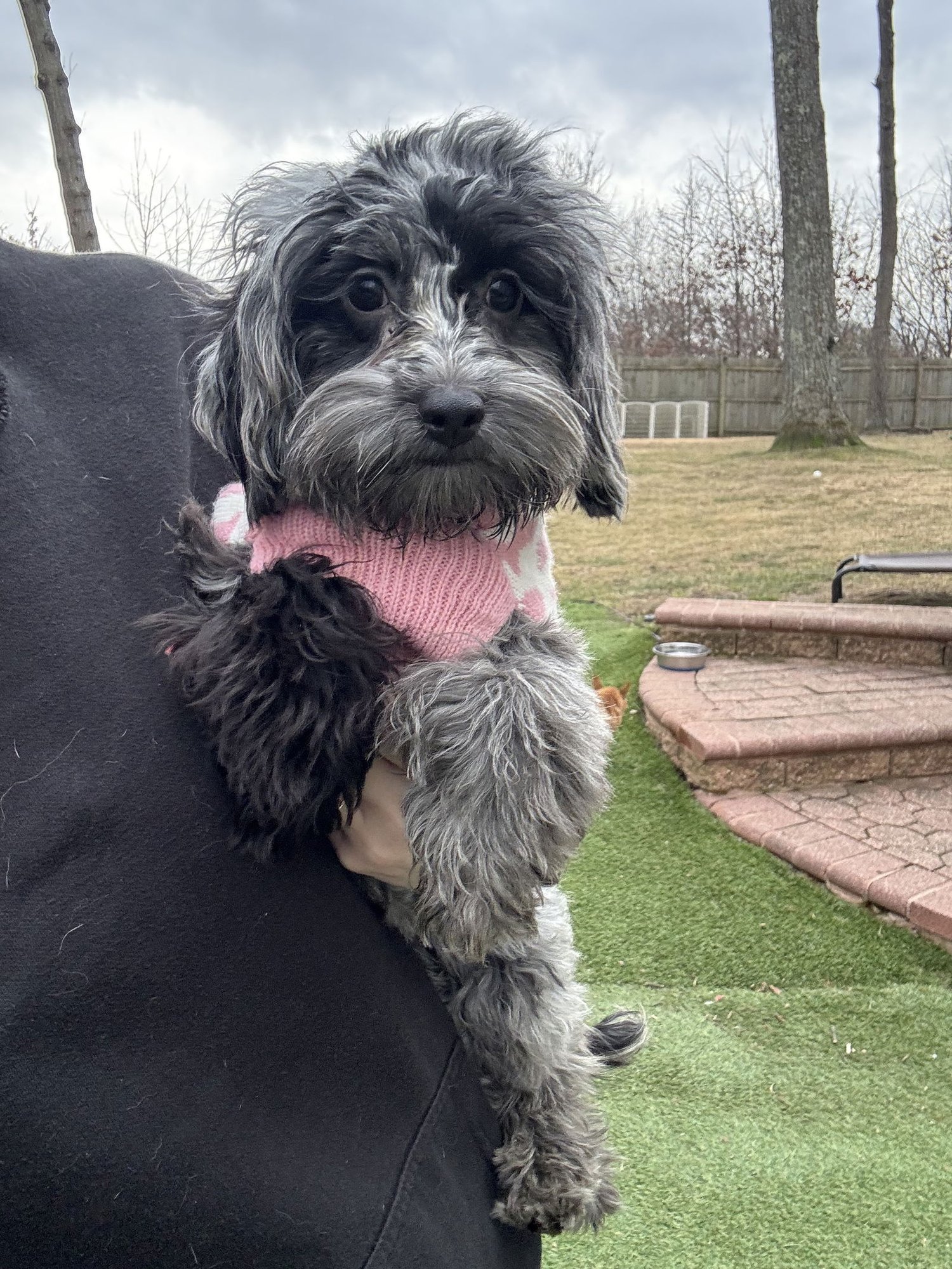 ESME (ROSIE) - Yorkshire Terrier Yorkie available for adoption