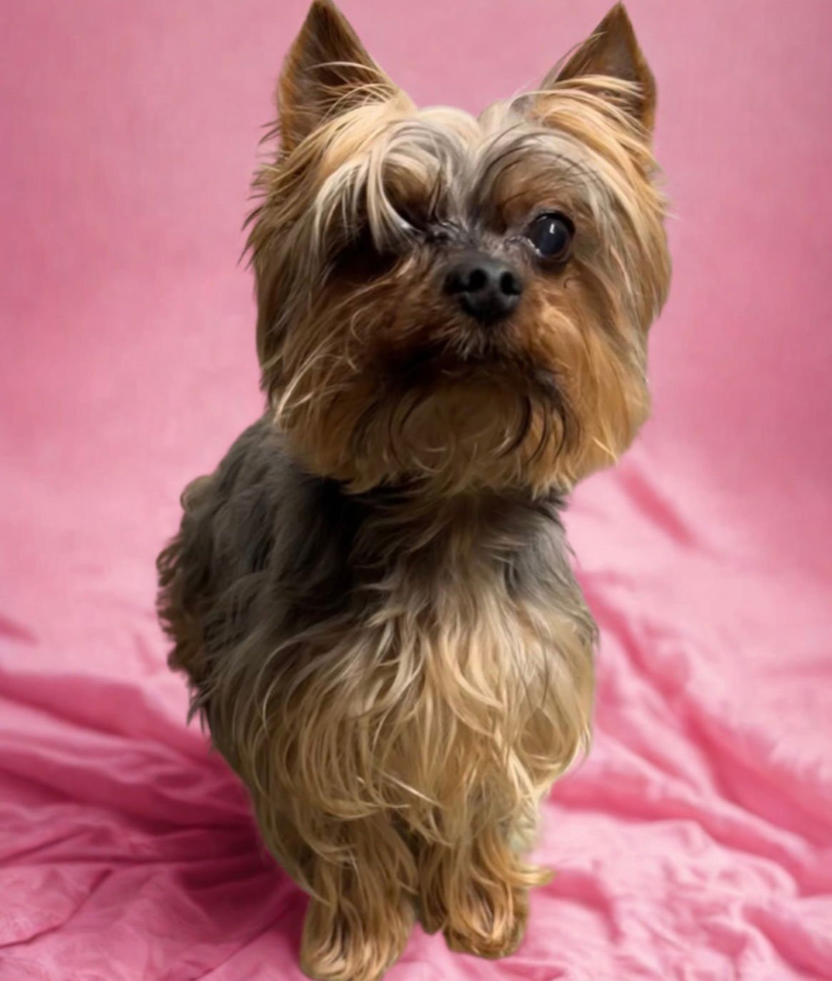 Zeke & Zulu - Photo 2