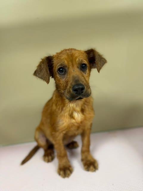 PUPPY HUNTER (HEINZ 57) - Hound / Terrier available for adoption