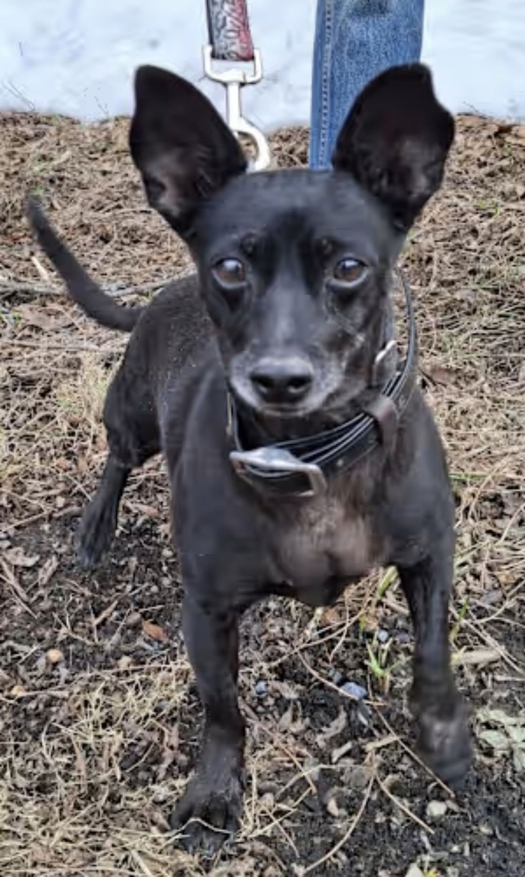 MIDNIGHT - Chihuahua / Terrier available for adoption