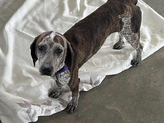 RILEY - Hound available for adoption