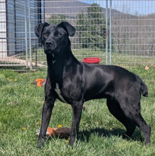 SCRAPPY - Boxer / English Pointer available for adoption