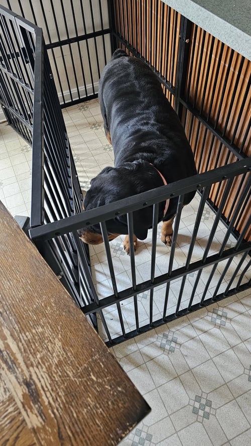 ZODI - Rottweiler available for adoption