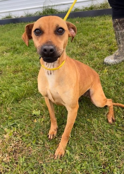SALLY - Terrier available for adoption
