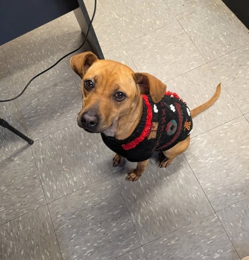SALLY - Terrier available for adoption