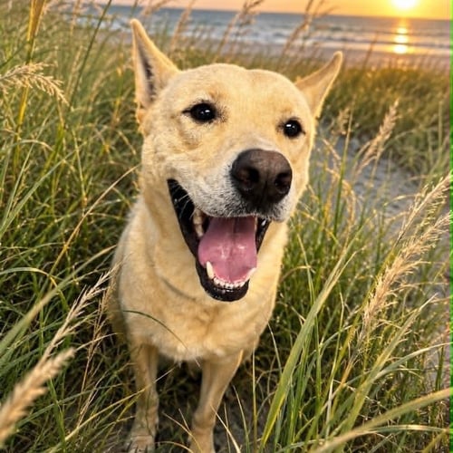 FRITZ - Yellow Labrador Retriever / White German Shepherd available for adoption